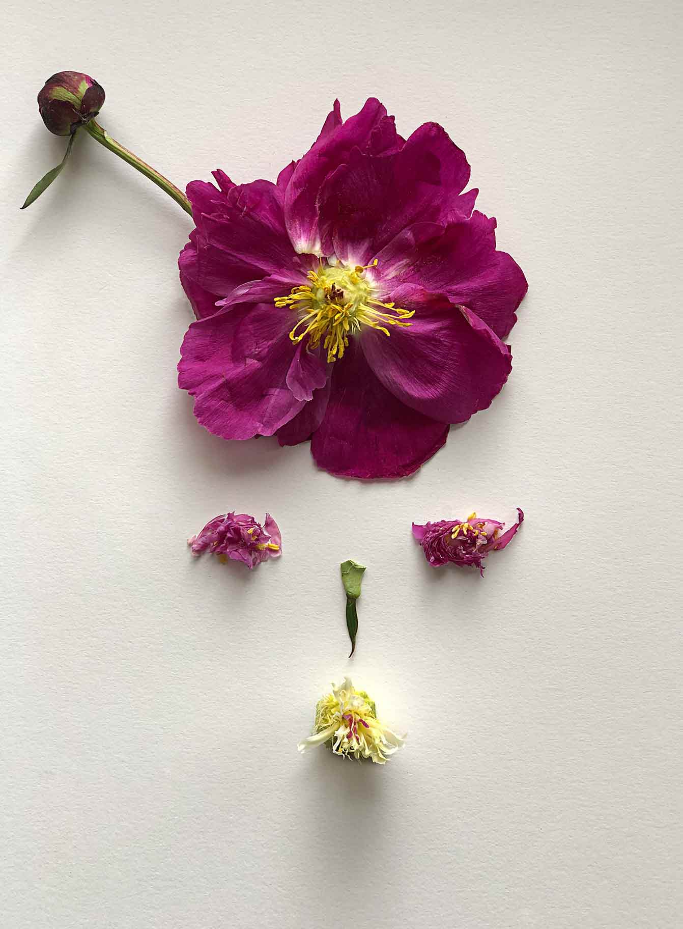 VALERIEBARKOWSKI KWANITA MRS COPACABANA NR55 CREDIT VALERIE BARKOWSKI