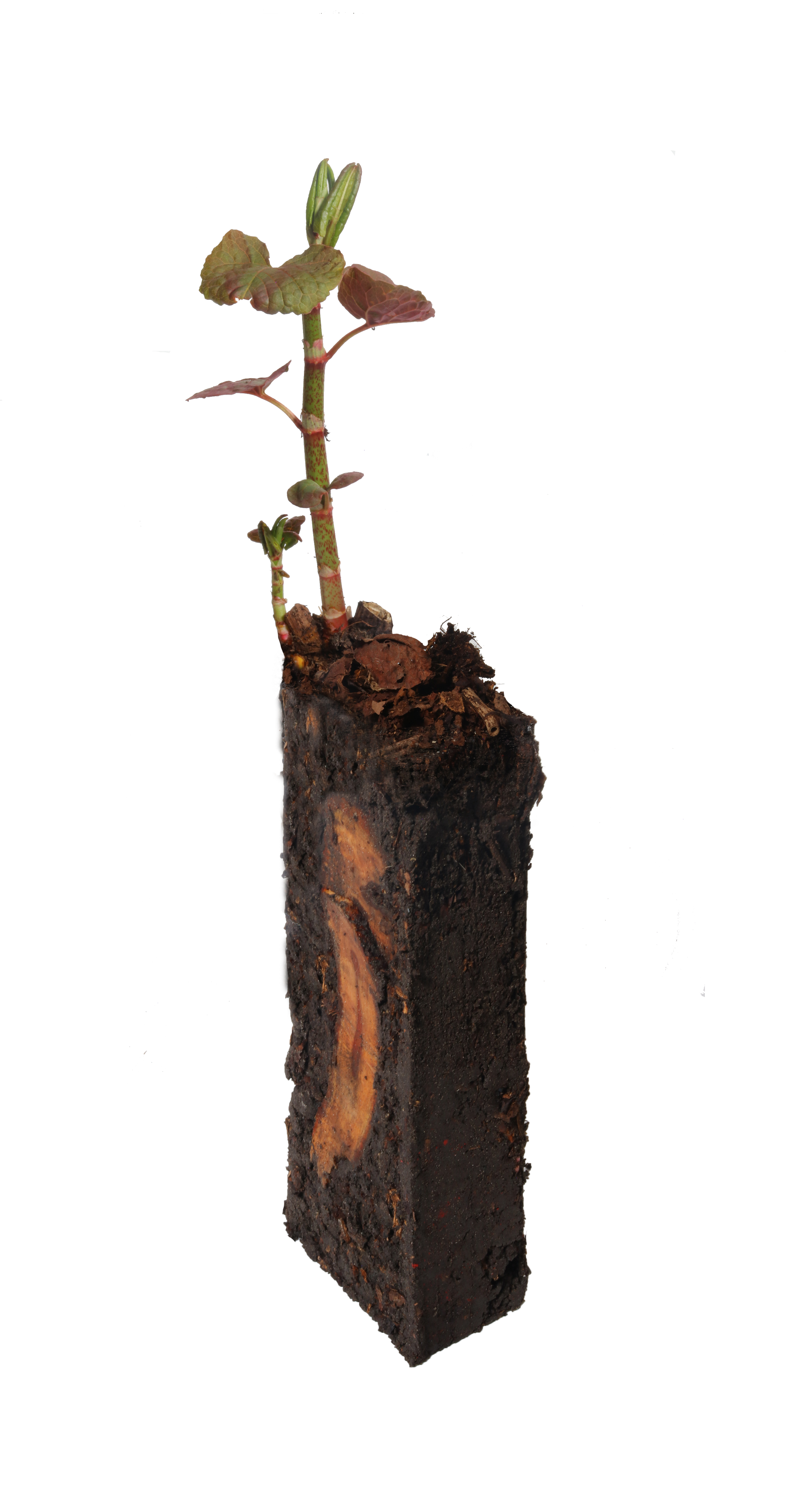 CID REPAIRING THE WORLD CATHY CROCHEMAR AND TOM QUIN LA DERNIERE PLANTE DU MONDE SE SOIGNER CREDIT TOM QUIN