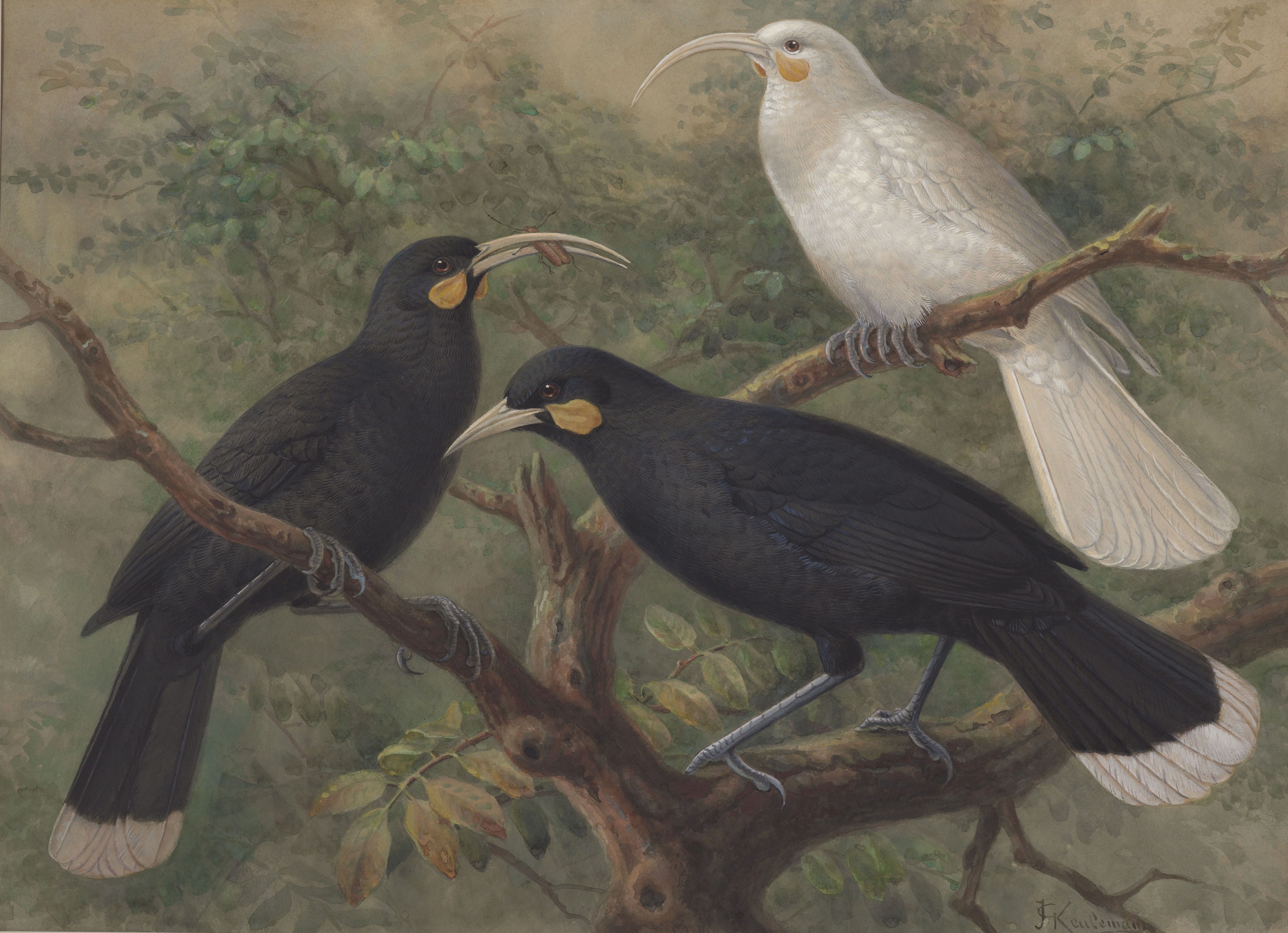 CID MEMO (MEMO14) SALLY ANN MCINTYRE COLLECTED HUIA NOTATIONS ILLUSTRATION JOHANNES KEULEMANS