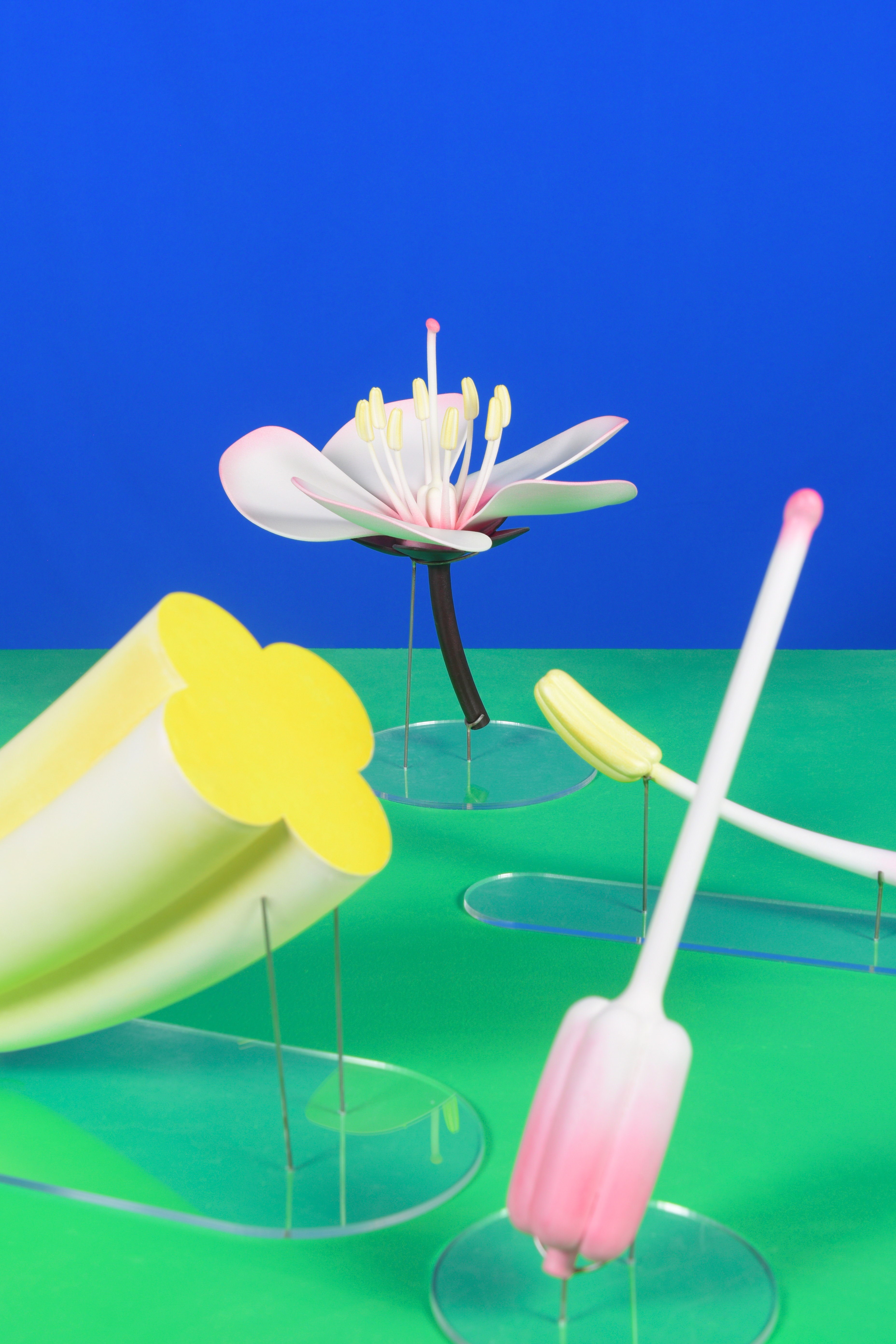 CID MEMO (MEMO15) ALEXIS FOINY TANT QUE LES FLEURS EXISTERONT ENCORE 2021 PHOTO ALEXIS FOINY 