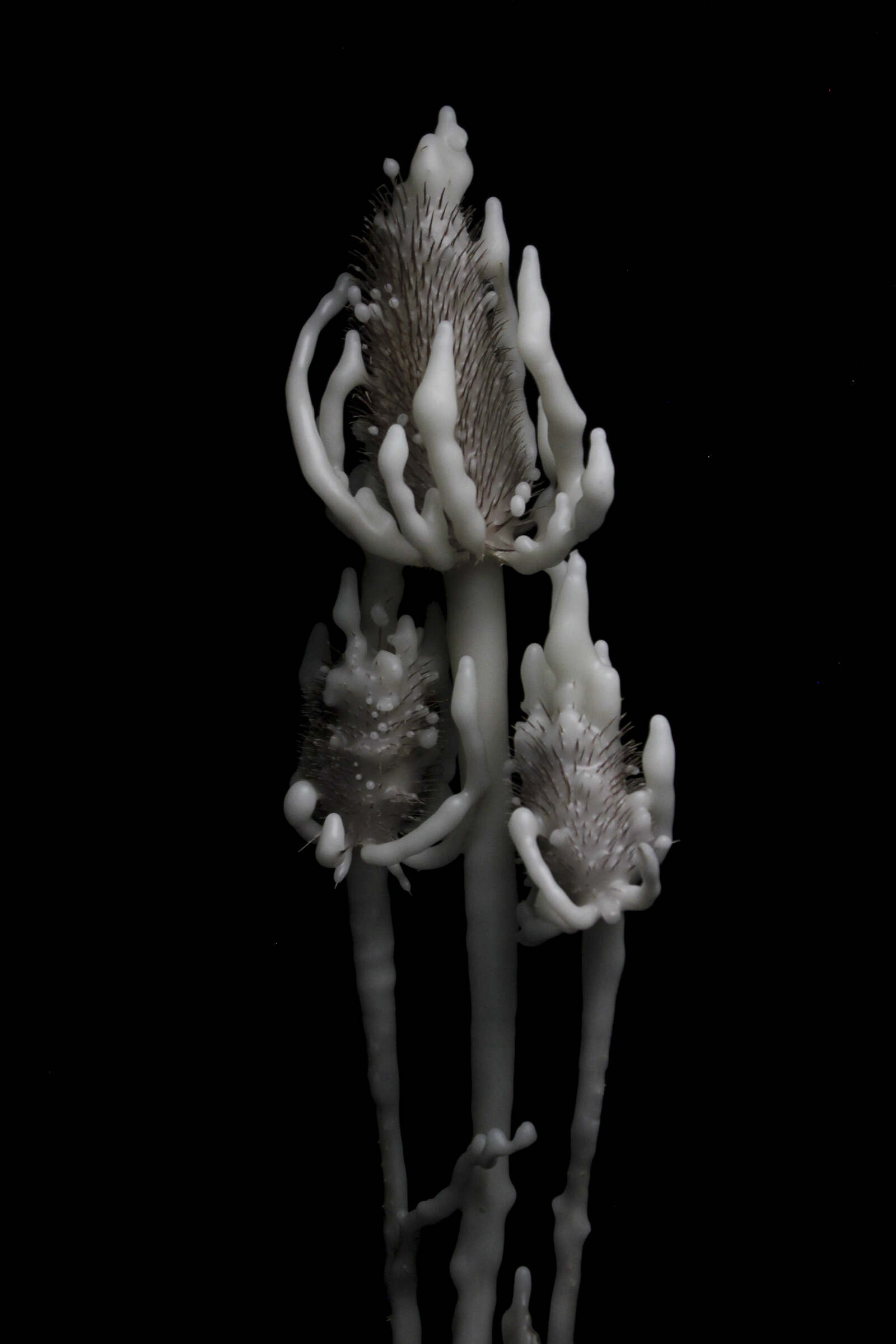 CID MEMO (MEMO12) YSENIA THIBAULT PICAZO METAMORPHOSIS OF A HERD PHOTO YSENIA THIBAULT PICAZO