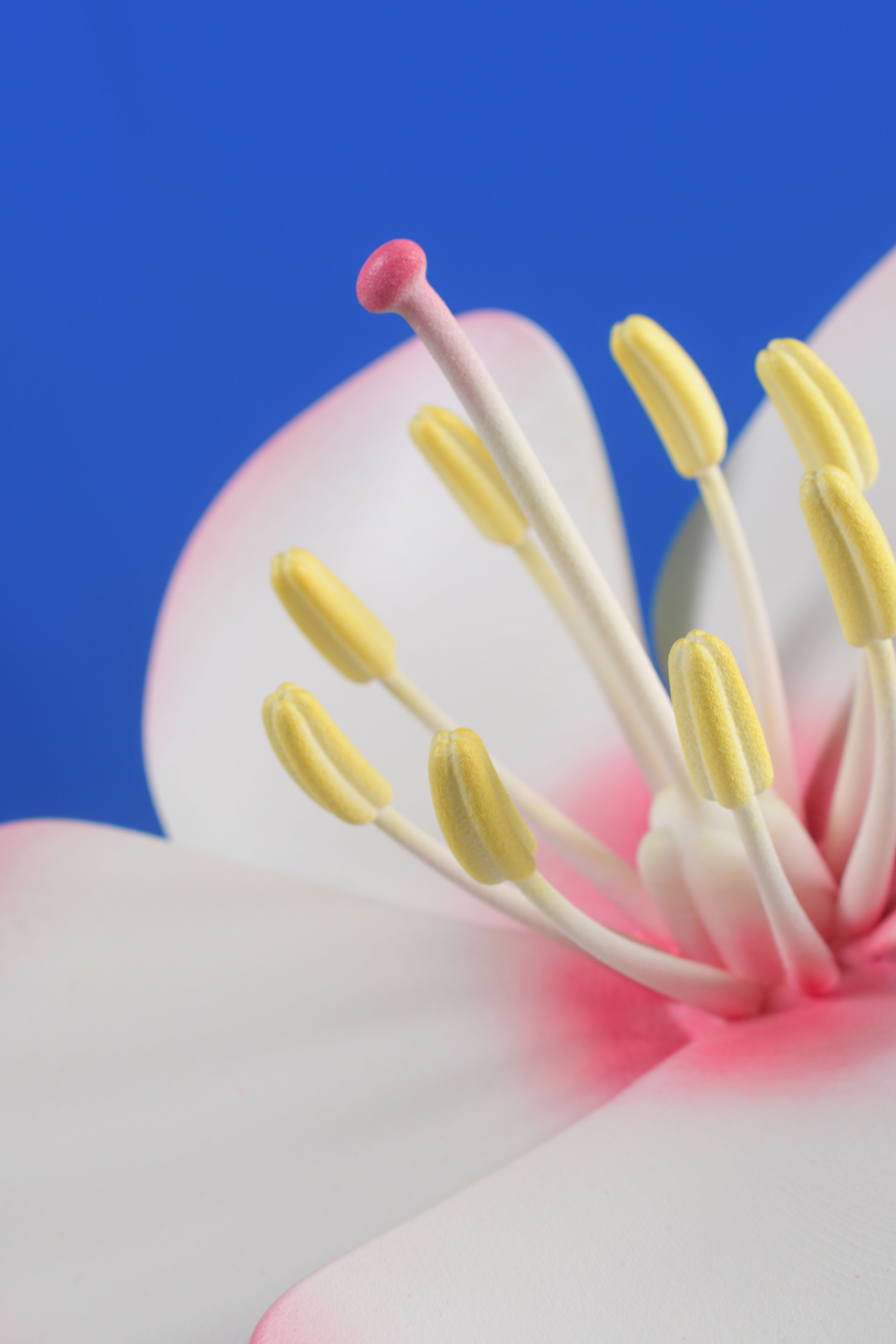 CID MEMO (MEMO16) ALEXIS FOINY TANT QUE LES FLEURS EXISTERONT ENCORE 2021 PHOTO ALEXIS FOINY