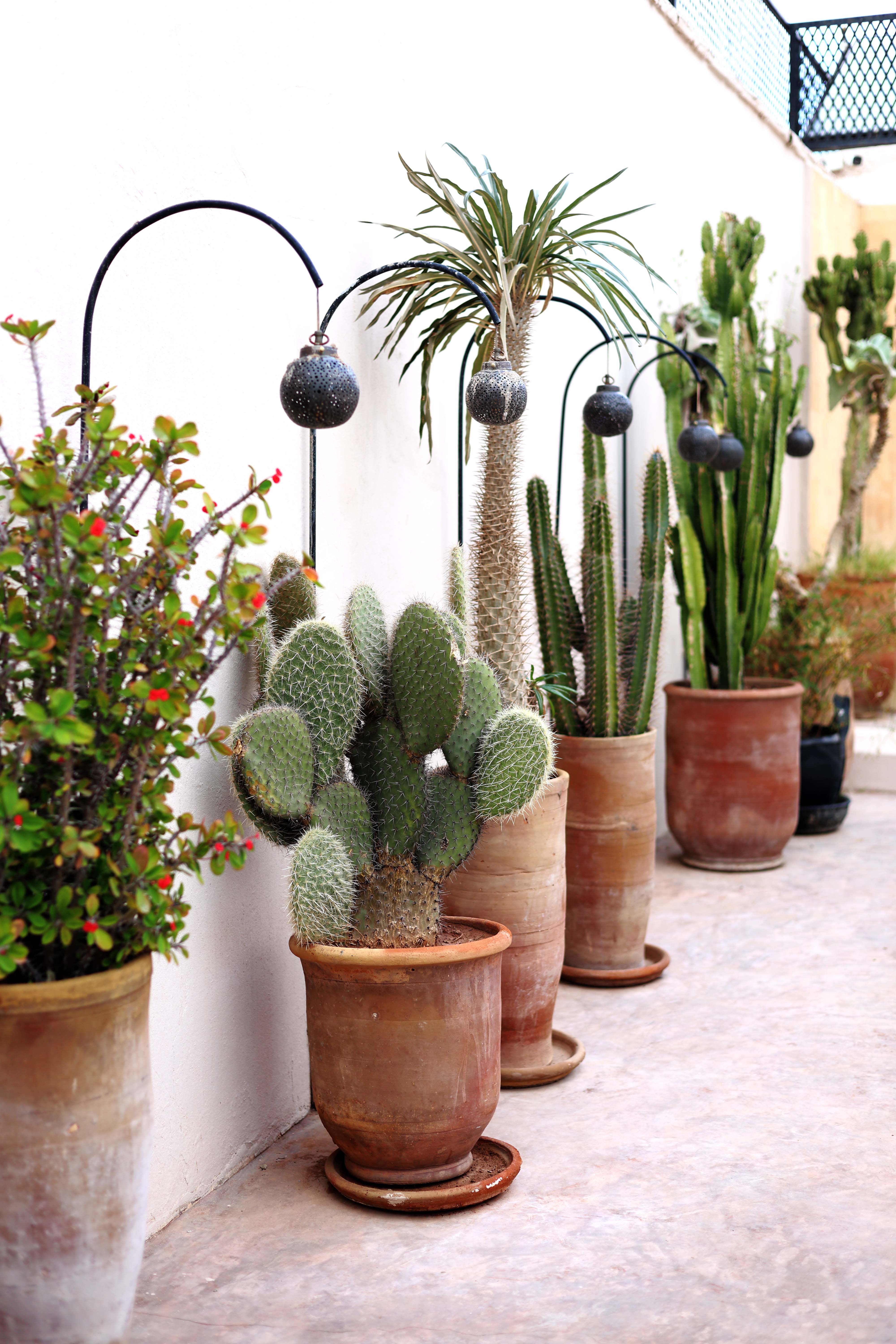 VALERIE BARKOWSKI DAR KAWA RIAD MARRAKECH TERRACE CREDIT TANIA PANOVA