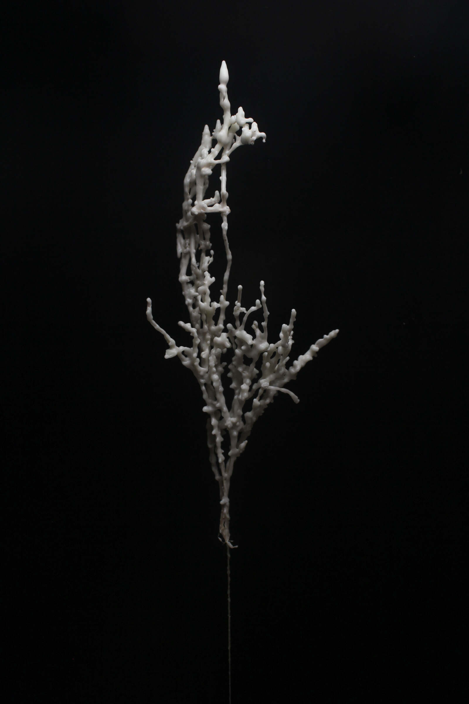 CID MEMO (MEMO11) YSENIA THIBAULT PICAZO METAMORPHOSIS OF A HERD PHOTO YSENIA THIBAULT PICAZO