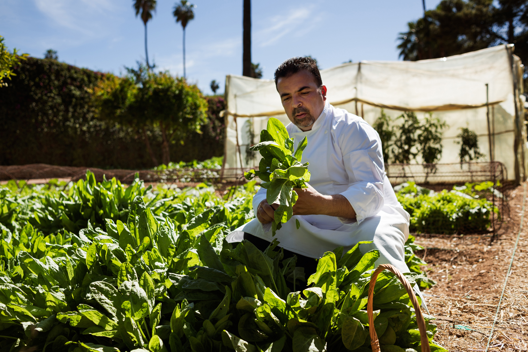 LA MAMOUNIA POTAGER 01