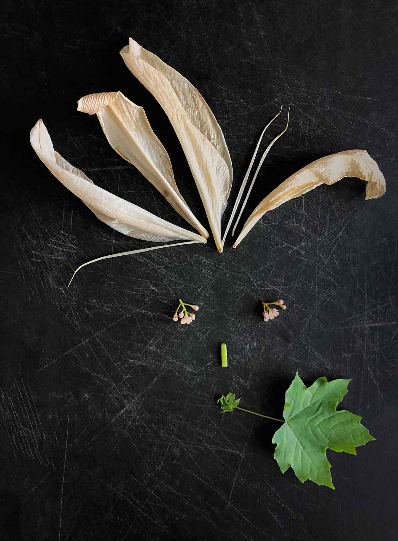 VALERIEBARKOWSKI ETHNICS MR JANIS NR25 CREDIT VALERIE BARKOWSKI