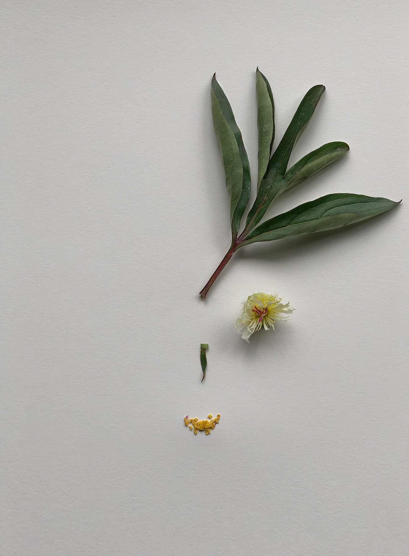 VALERIEBARKOWSKI KWANITA  MISS MARPLE NR65 CREDIT VALERIE BARKOWSKI