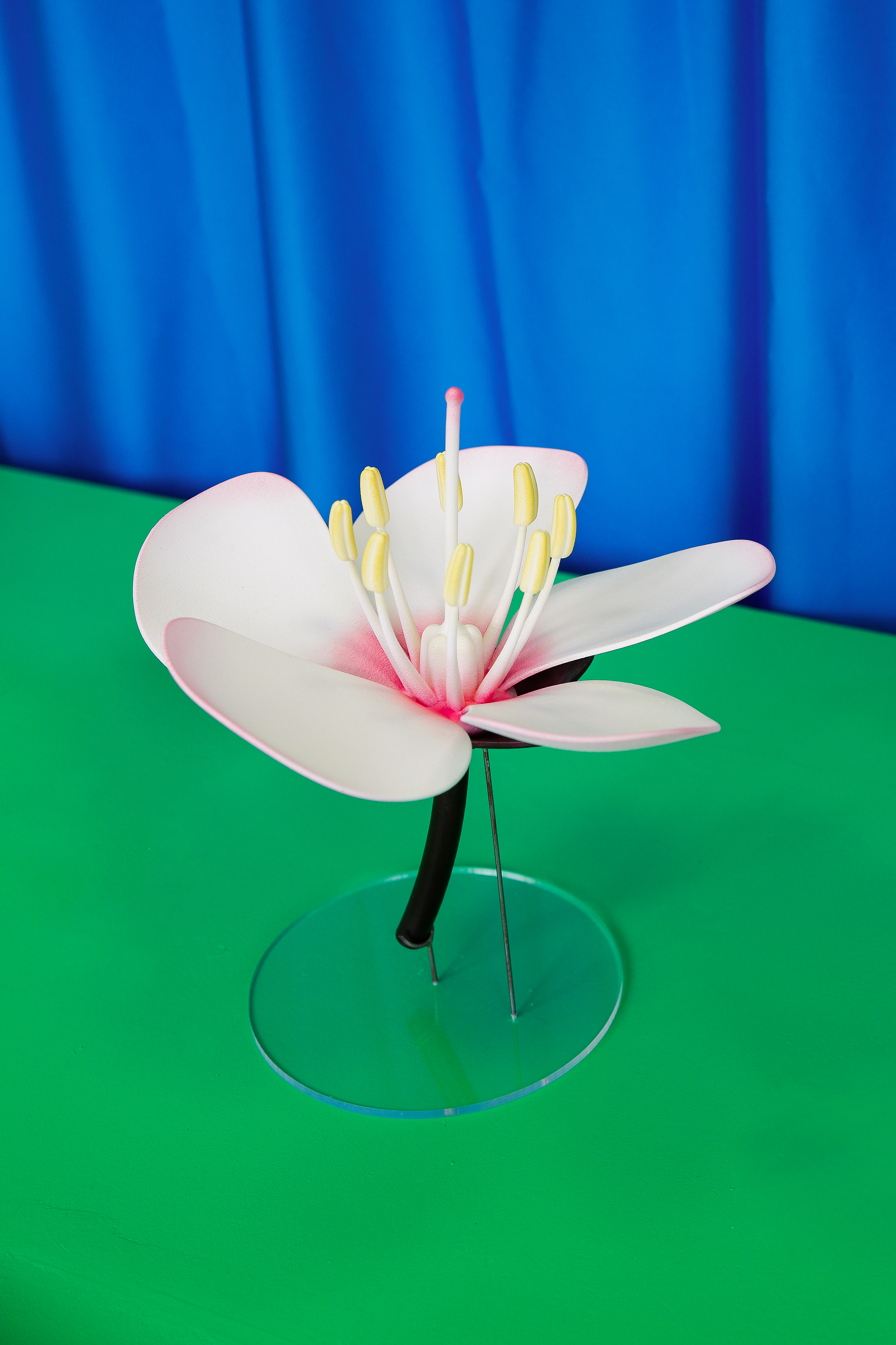 CID MEMO (MEMO17) ALEXIS FOINY TANT QUE LES FLEURS EXISTERONT ENCORE 2021 PHOTO AMELIE CANON